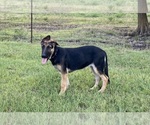 Small #3 German Shepherd Dog