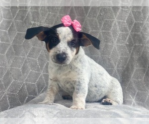 Australian Cattle Dog-Jack Russell Terrier Mix Puppy for sale in LAKELAND, FL, USA