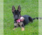Small #14 German Shepherd Dog