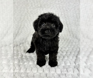 YorkiePoo Puppy for sale in FRANKLIN, IN, USA