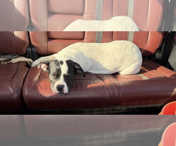 Medium Photo #10 Lab-Pointer Puppy For Sale in Princeton, MN, USA