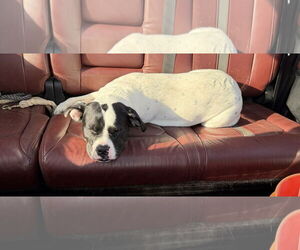 Dottie - Female Lab-Pointer Dog for Adoption - Photo #10