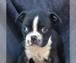 Small Photo #2 Boston Terrier Puppy For Sale in MYERSTWN, PA, USA