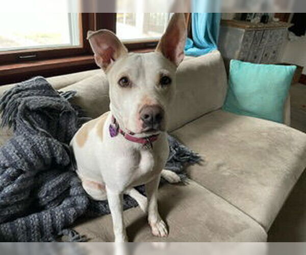 Medium Photo #11 American Pit Bull Terrier-American Staffordshire Terrier Mix Puppy For Sale in Aurora, CO, USA