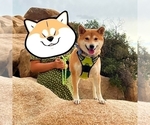 Small Photo #1 Shiba Inu Puppy For Sale in RIVERSIDE, CA, USA