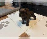 MAPLE - Female Schnauzer (Miniature) Puppy for Sale - Photo #6