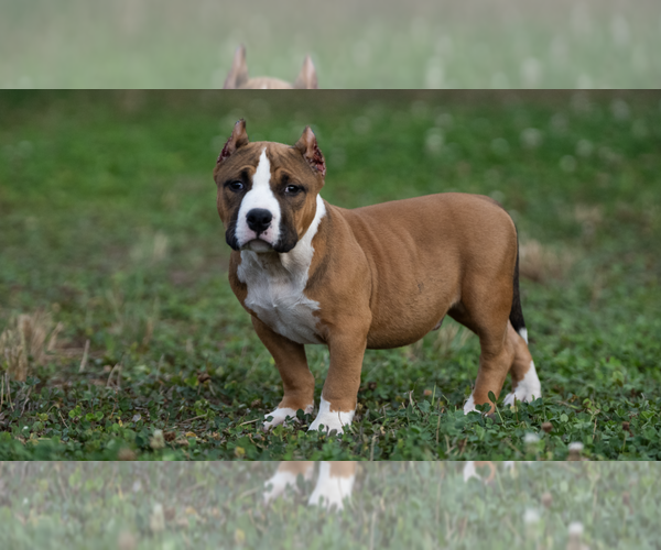 Medium Photo #1 American Bully Puppy For Sale in PUYALLUP, WA, USA