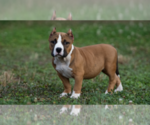 Puppy 5 American Bully