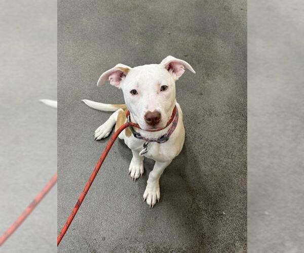 Medium Photo #1 Mutt Puppy For Sale in Forestville, MD, USA