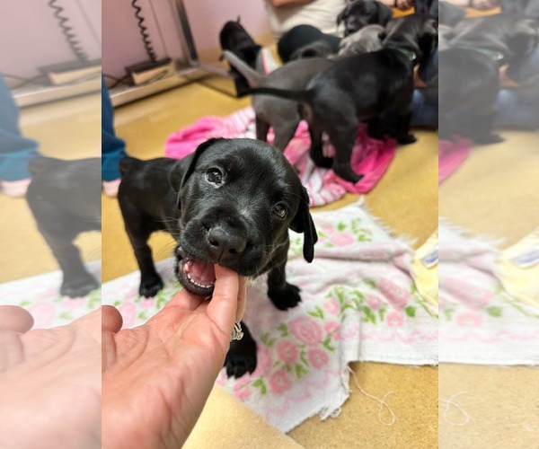 Medium Photo #2 Mutt Puppy For Sale in Shillington, PA, USA