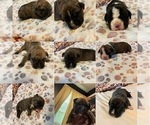 Small American Bully-Boxer Mix