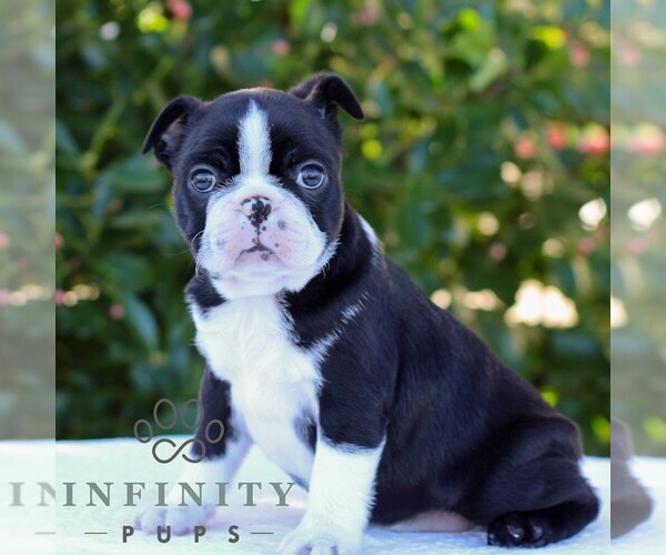 Medium Photo #4 Boston Terrier Puppy For Sale in MANHEIM, PA, USA