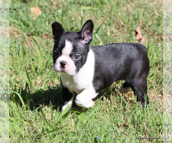 Medium Photo #4 Boston Terrier Puppy For Sale in WINNSBORO, TX, USA