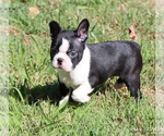 Elliot - Male Boston Terrier Puppy for Sale - Photo #4