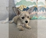 Small Photo #3 Schnauzer (Miniature) Puppy For Sale in PENSACOLA, FL, USA