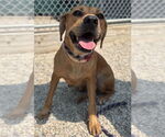 Small #1 Labrador Retriever Mix