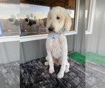 Small Photo #1 Poodle (Standard) Puppy For Sale in BREMEN, AL, USA