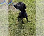 Small Labrador Retriever