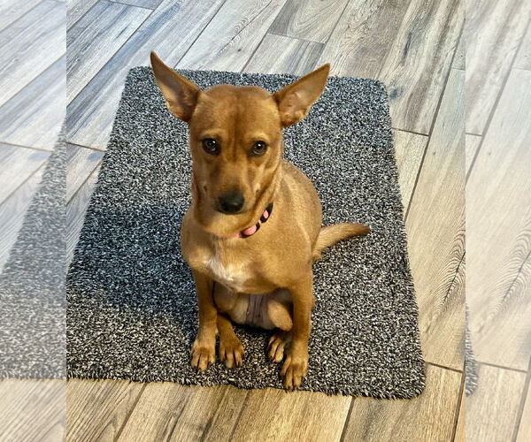 Medium Photo #3 Chihuahua-Unknown Mix Puppy For Sale in Virginia Beach, VA, USA