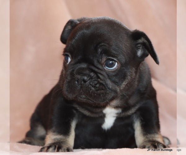Medium Photo #6 French Bulldog Puppy For Sale in WINNSBORO, TX, USA