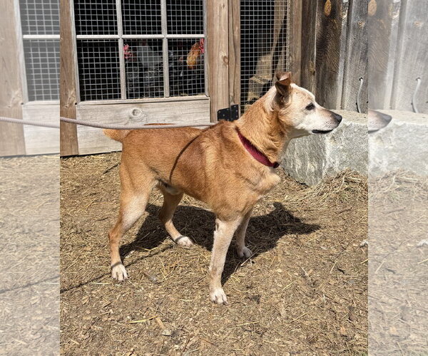 Medium Photo #3 Mutt Puppy For Sale in Garden City, NY, USA