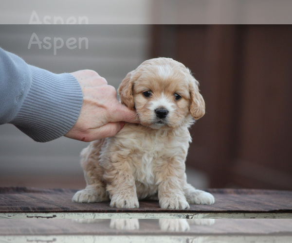 Medium Photo #3 Cockapoo Puppy For Sale in WAYNE CITY, IL, USA