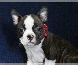 Boston Terrier Puppy for sale in BROOKSVILLE, FL, USA