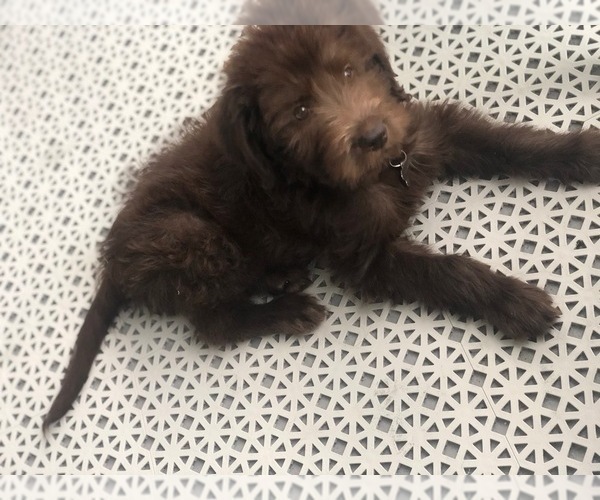 Medium Photo #14 Labradoodle Puppy For Sale in JARRELL, TX, USA