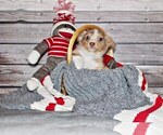 Small Photo #21 Chihuahua Puppy For Sale in CHARLESTON, AR, USA