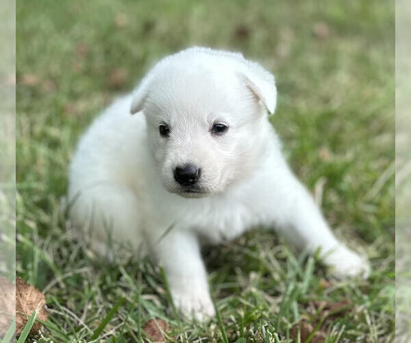 Medium Photo #3 German Shepherd Dog Puppy For Sale in CARDINGTON, OH, USA