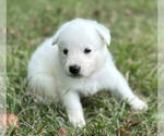 Small #2 German Shepherd Dog