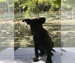 Small Photo #4 Belgian Malinois Puppy For Sale in VACAVILLE, CA, USA
