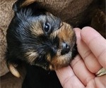Small #5 Yorkshire Terrier