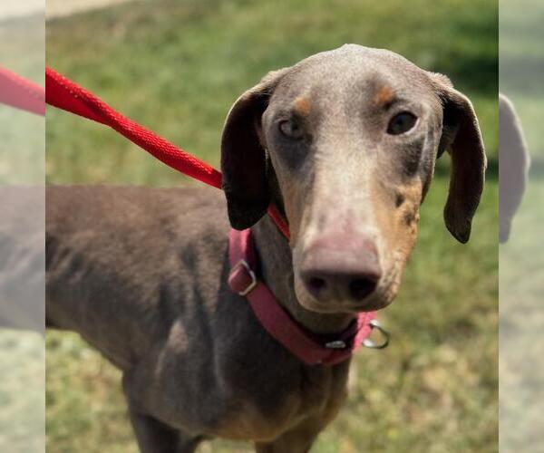 Medium Photo #3 Doberman Pinscher Puppy For Sale in San Diego, CA, USA