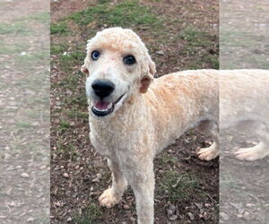 Poodle (Miniature) Dog for Adoption in Pacolet, South Carolina USA