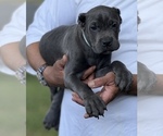 Small Photo #5 Cane Corso Puppy For Sale in ANDERSON, IN, USA