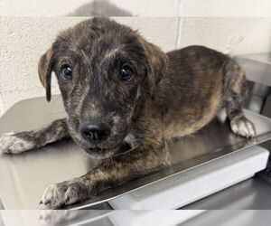 American Pit Bull Terrier-Unknown Mix Dogs for adoption in San Bernardino, CA, USA