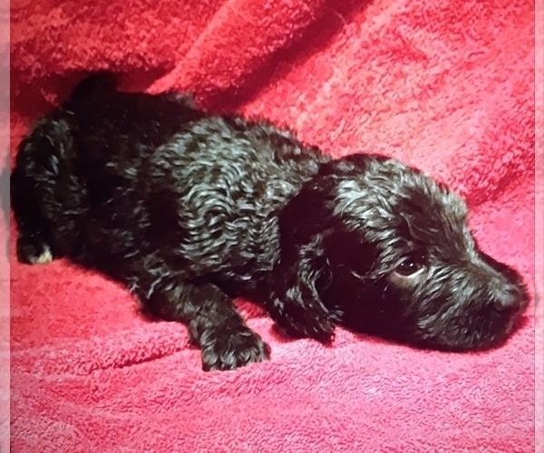 Medium Photo #1 Goldendoodle Puppy For Sale in MORGANTOWN, KY, USA