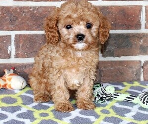 Cavapoo Puppy for sale in CLARKRANGE, TN, USA