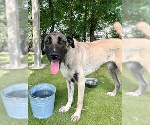 Anatolian Shepherd Dogs for adoption in Toronto, Ontario, Canada