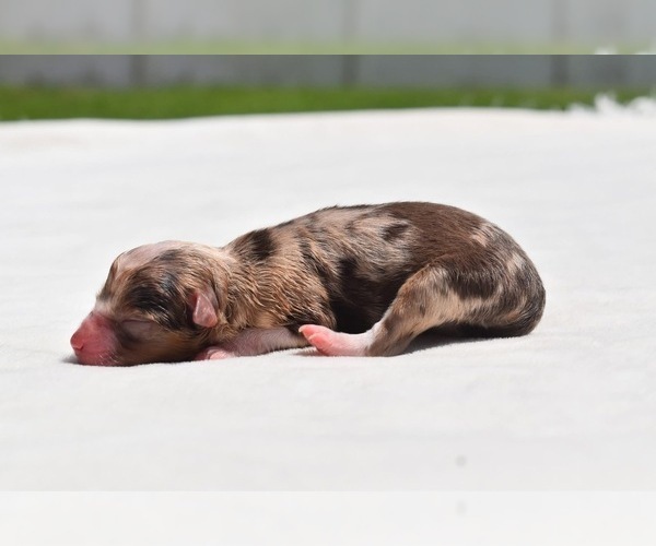 Medium Photo #2 Miniature Australian Shepherd Puppy For Sale in PALM COAST, FL, USA