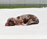 Small #1 Miniature Australian Shepherd