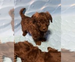 Small Photo #3 Poodle (Toy)-Shorkie Tzu Mix Puppy For Sale in LAKE GEORGE, NY, USA