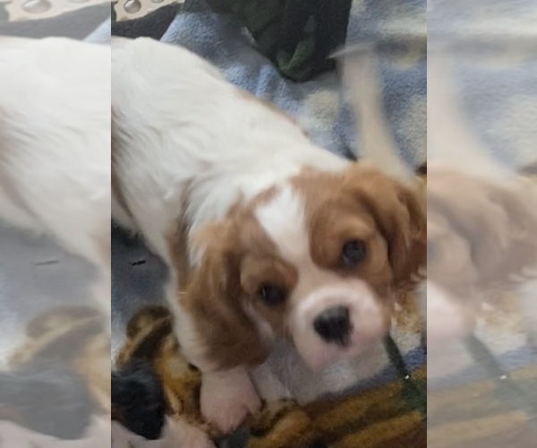 Medium Photo #2 Cavalier King Charles Spaniel Puppy For Sale in GRAND SALINE, TX, USA