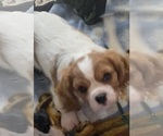 Small #1 Cavalier King Charles Spaniel