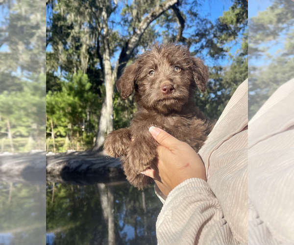 Medium Photo #4 Labradoodle Puppy For Sale in OCALA, FL, USA