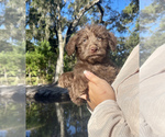 Small Photo #4 Labradoodle Puppy For Sale in OCALA, FL, USA