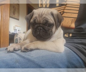 Pug Puppy for sale in BERWYN, IL, USA