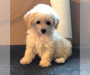 Poodle (Toy) Puppy for sale in OSSIAN, IN, USA