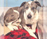 Small Catahoula Leopard Dog-Great Dane Mix